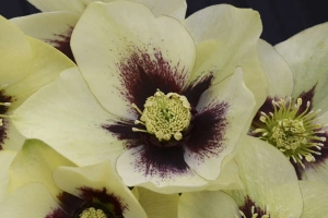 Helleborus 'Spanish Flare' New 2025